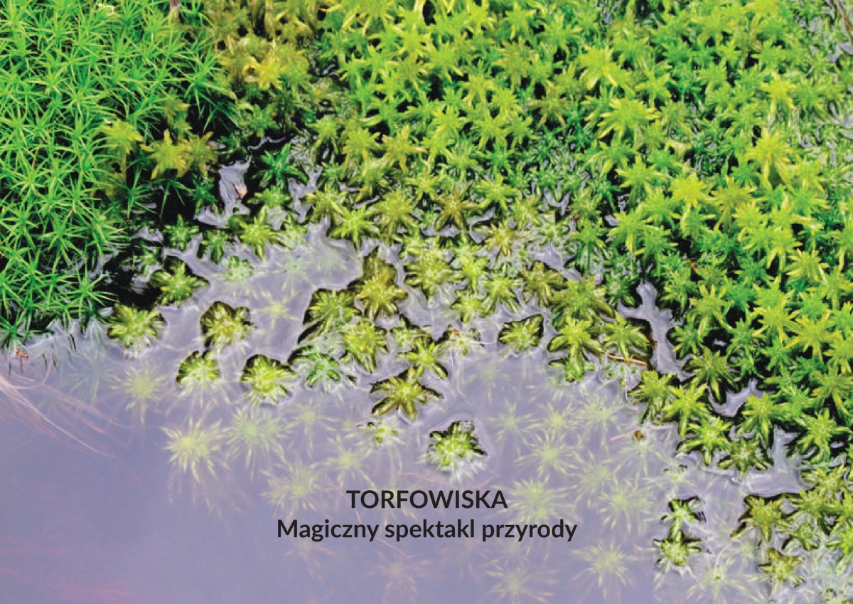 Album "Torfowiska. Magiczny spektakl przyrody"